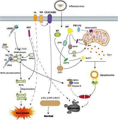 Molecular Events Involved in Influenza A Virus-Induced Cell Death